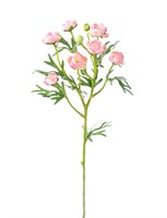 Ранункулюс (розовый) (12)