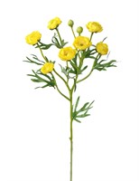 Ранункулюс (желтый)(12)