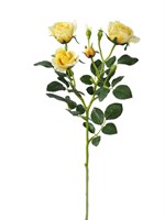 Роза (желтый) (12)