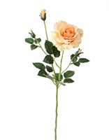 Роза (персиковый) (12)