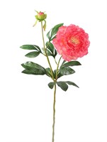 Пион (розовый) (12)