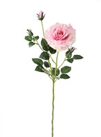 Роза (розовый) (12)